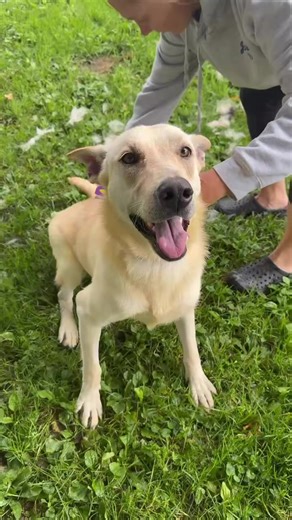Roxy 🩷 This stunning Husky/Lab mix is learning to love her spa days! ✨ When she slows down for just a few minutes, we get the chance to brush out her gorgeous coat—and she looks even more beautiful. ✨ Why Roxy is amazing: • Housetrained and trustworthy free-roaming the home • Good with other dogs • A co-pilot—she loves car rides! • Active and adventurous—walks, playtime, and new experiences are her favorite • Polite girl—she’s never been on furniture Come meet this sweet, playful girl during op