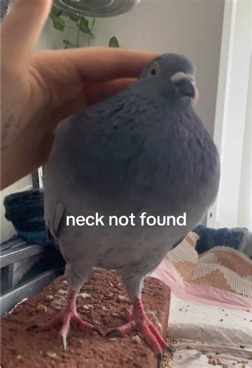 Helping Pidge: A Milestone in Feather Care
