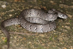 Spotted slug snake - Alchetron, The Free Social Encyclopedia