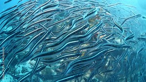 convict blenny fish school underwater digging a house with their mouth and spit out tropical ocean scenery