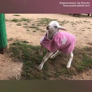 This adorable lamb will brighten up your day! 😍 | Daily Mail Animals