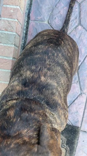 Pitbull Mixed with Bull Mastiff: What You Need to Know