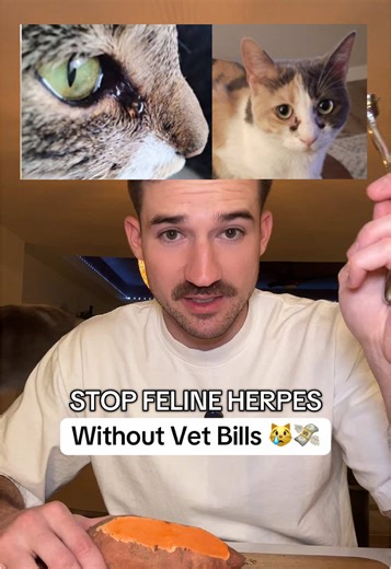 Her sneezing stopped, no more crusty eyes and immune system so much better.. #cathealth #cattok #catmom #catcare