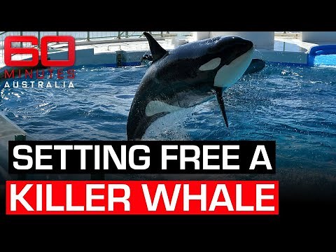 Releasing a killer whale into the wild | 60 Minutes Australia