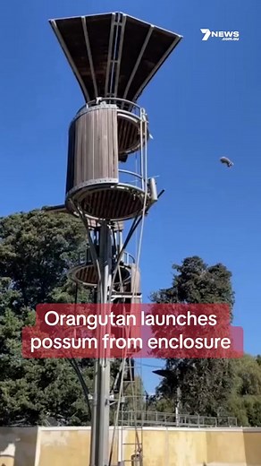 Orangutan Throws Possum at Perth Zoo: Incredible Encounter