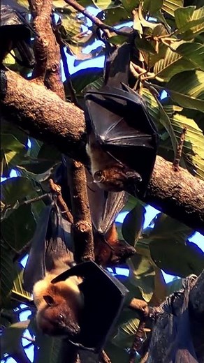 These Bats Don’t Drink Blood! (Fruit Bat Facts) #nature #wildlife #batsday