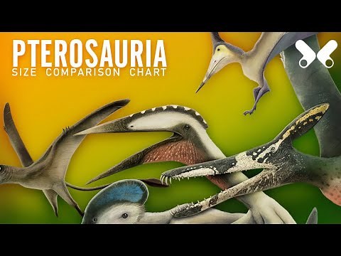 PTEROSAURS . size comparison and data. Flying reptiles