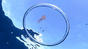 1.7M views · 6.6K reactions | What happens when a water bubble ring bumps into a jellyfish? | National Geographic | Facebook