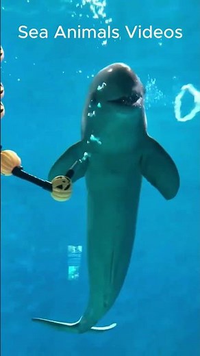 Sea Animals Videos Compilation