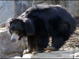 Sloth bear sounds
