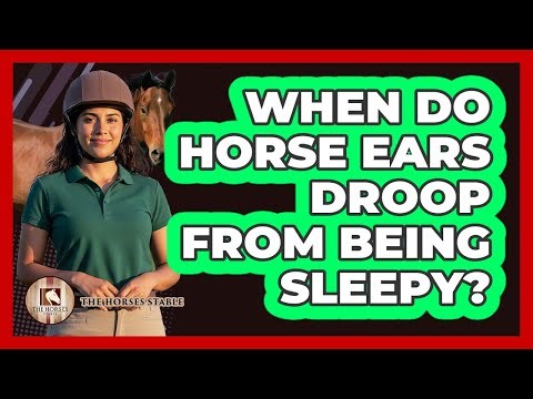 When Do Horse Ears Droop From Being Sleepy?