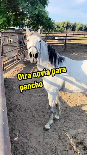 Cubriendo Yeguas con Burro Pancho - Día del Burro Pancho