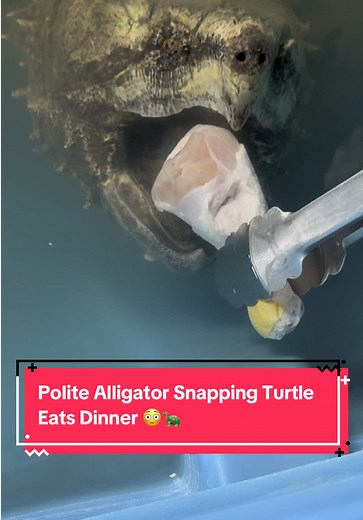 Alligator Snapping Turtle Enjoys Dinner