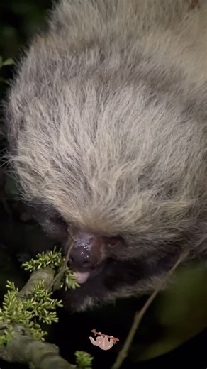 Felix Naturalist Guide on Instagram: "Hoffmann’s two-toed sloth( Choloepus hoffmanni) Es la única especie de oso perezoso 🦥 que se puede observar en las caminatas nocturnas en el área de Monteverde . Son más activos durante la noche . #costarica #naturephotography #wildlife #naturelovers #travel #explore #wild #nature #monteverde @myioborus_nature_tours"