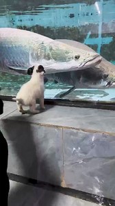 568K views · 2.1K reactions | 120_I bet that there are no more than ten people who know the breed of this dog on Kuaishou#Arapaima #FishkeepingDiary #BossLiwhoLovesFishkeeping | Anthony Life | Facebook