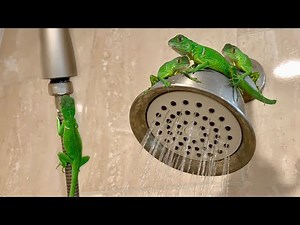 LIVE LIZARDS In SHOWER! PRANK!