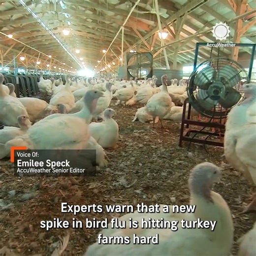 Experts say a spike in bird flu cases, particularly among turkeys, is driving up prices ahead of Thanksgiving. https://bit.ly/49keVQ3 | AccuWeather
