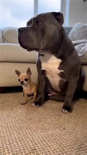 Nothing loud. Nothing dramatic. Just instinct. Tiny knows exactly where to go. Tank doesn’t even need to look. #TinyAndTank #SafePlace #ProtectorDog #BigDogSmallDog #UnspokenBond