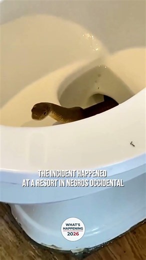 Cobra Found Inside Toilet Bowl at Resort in Negros Occidental #cobra #wildlife #philippines