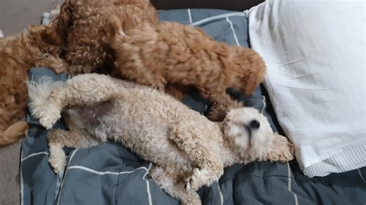 Adorable Maltipoochon Puppies: Meet Bailey & Whiskey