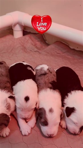 Sweet puddle of puppies 🥹🐾#californiasheepadoodles #best #lovebug #amazing #babypuppies