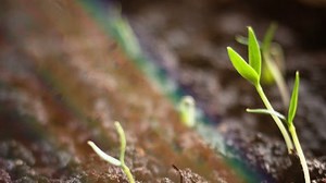 Sun Raise Over Plants Growing Ground Stock Footage Video (100% Royalty-free) 1024639190 | Shutterstock