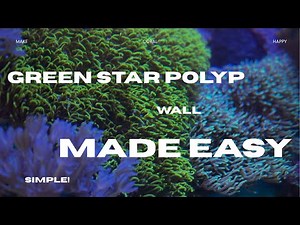 How to grow a green star polyp wall in your reef tank!