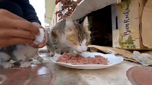 46K views · 4.7K reactions | The adorable mother cat has a kitten that needs cleaning and eye drops. | Feeding Street Cats | Facebook