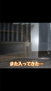 今日の盗っ人猫 R7 1/20 #野良猫 #毎日我が家に来る野良猫