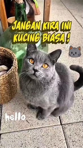 😺 Kucing Chartreux: Si Kalem Bermata Emas yang Elegan ✨#cat #cutecat #kucinglucu #faktakucing #cute