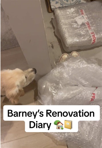 Barney’s Renovation Diary 📔🏡 Today a delivery arrived for my entrance hall! I believe they are called tiles and they will be making my floors look beautiful ♥️🐾 #goldenretrieverpuppy #goldenretriever #goldenretrieversoftiktok #renovation #homedecor