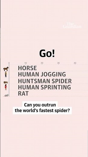 Can you outrun the world's fastest spider?
