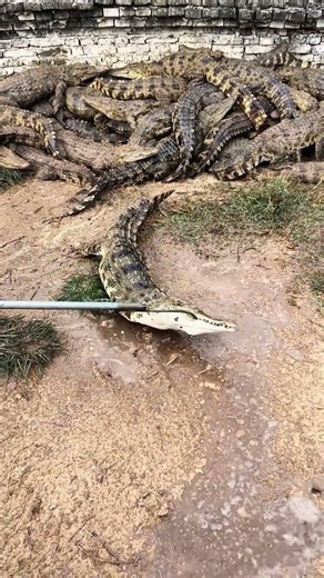 Sunbathing with the legends 🐊 #CrocodileFarm #NatureExplorer #WildlifeMoments