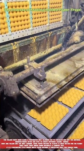 The Process of Making Molded Paper Trays