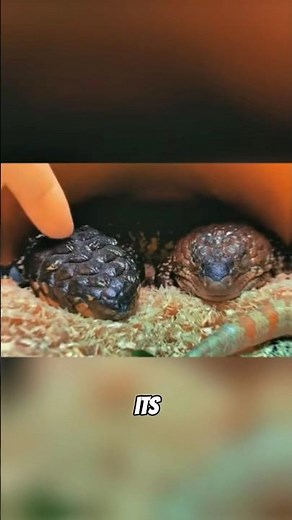 Meet The Lizard with Two Heads! #animals #facts #lizards