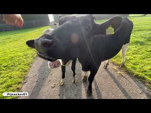 Friendly Curious Cows - Holstein Dairy Cattle