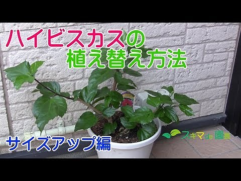 【花木】ハイビスカスの植え替え方法 サイズアップ編【スキマde園芸】