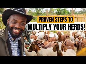 HOW TO GROW YOUR GOAT HERD FROM SMALL TO MASSIVE IN AFRICA