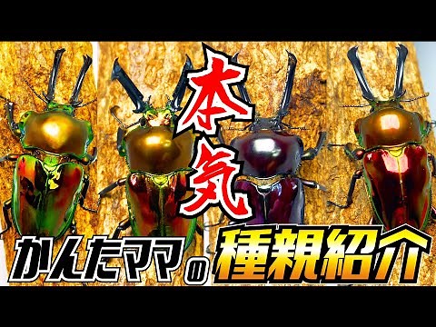 かんたママが本気でブリードするニジイロクワガタの種親と飼育法を紹介します！昆虫飼育