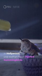 58K views · 1.4K reactions | Witness one woman's fight to save California's hummingbirds. "Hummingbirds of Hollywood" premieres Wednesday, May 7 at 8/7c on PBS. | Nature | PBS | Facebook