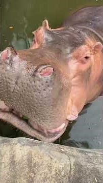 Hippo Lifestyle: Relaxing in the Wild