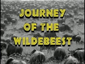 National Geographic’s Really Wild Animals - Journey of the Wildebeest (1996, HQ)