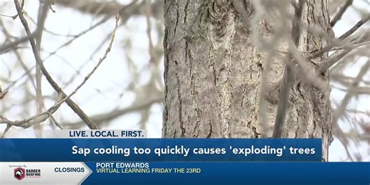 Trees may experiencce frost cracking as temps dip well below zero
