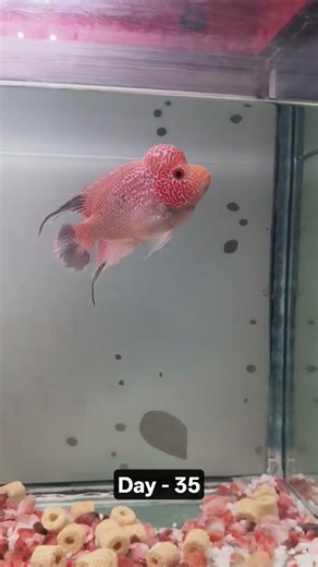 Transformation of my floweran. #flowerhorn #aquariumfishmarket #exoticaquariumfish #aquarium #fish