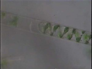 spirogyra