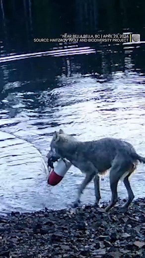 1M views · 8.7K reactions | Researchers captured footage of wild wolves in British Columbia using crab traps to eat the bait inside, in the first evidence of possible tool use by the animals. | The Weather Network | Facebook