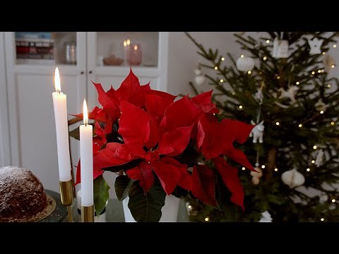 Poinsettia Care Secret That Keeps Them Red All Season