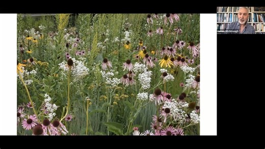 Designing with Randomness: A Masterclass in Planting Design