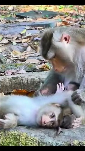 Monkey species: The baby monkey seems unhappy that its mother is taking care of the big monkey.