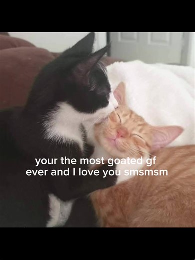 Understanding Relationship Dynamics with Pets